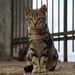 20090119_naplestrp_07_sorrento_cat